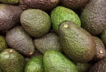 Parachichi Kisii: Dhahabu Mpya Inayochipua Polepole